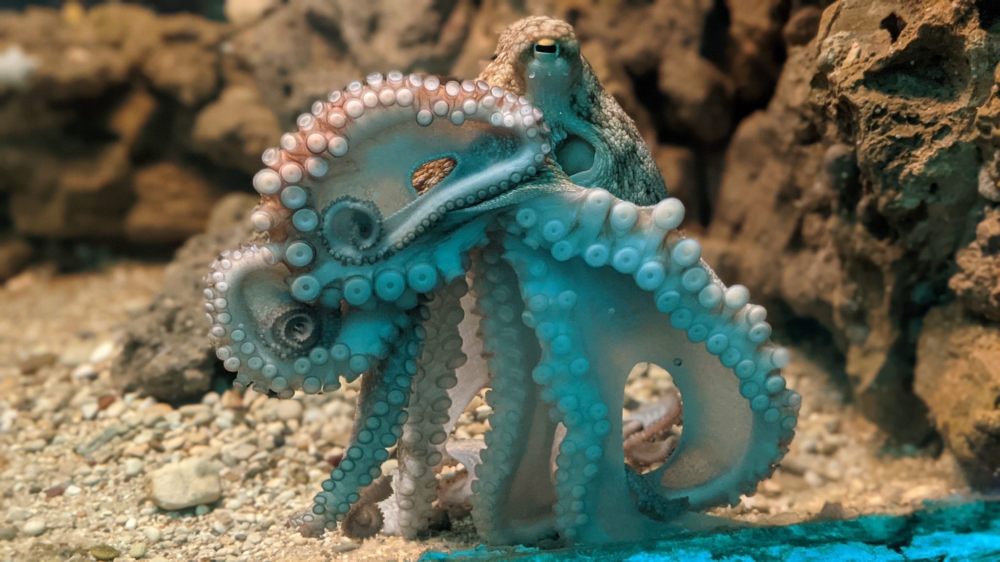 Een octopus met gekrulde armen en zichtbare zuignappen onder water.
